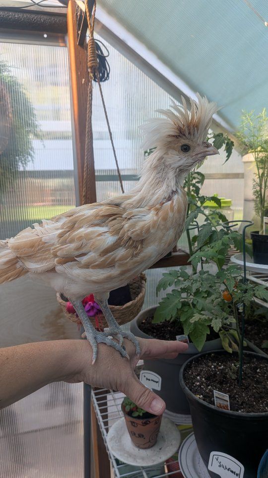 Polish Rooster