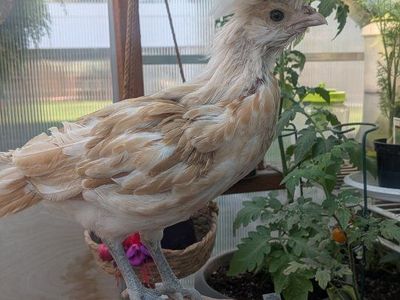 Polish Rooster