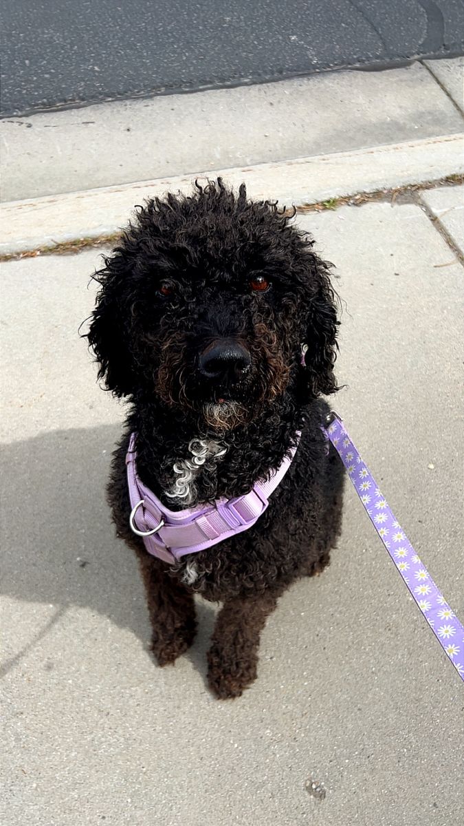 Rehoming dog