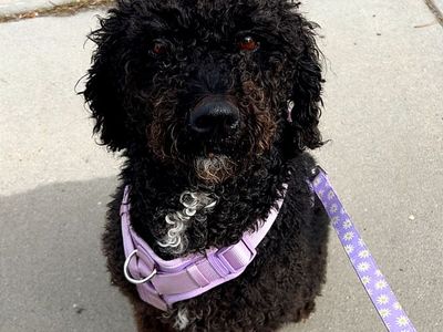 Rehoming dog