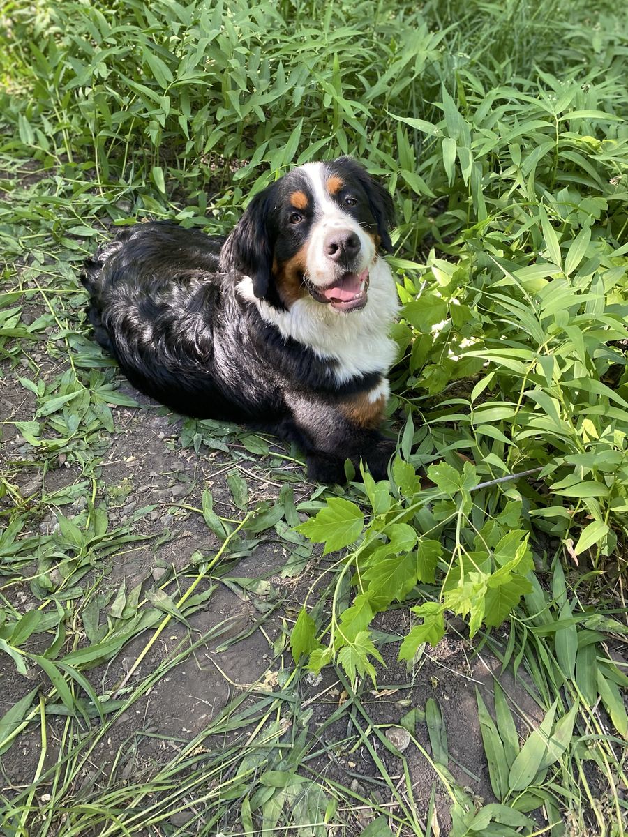 Bernese Mountain Dog, 2 year old male