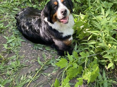 Bernese Mountain Dog, 2 year old male