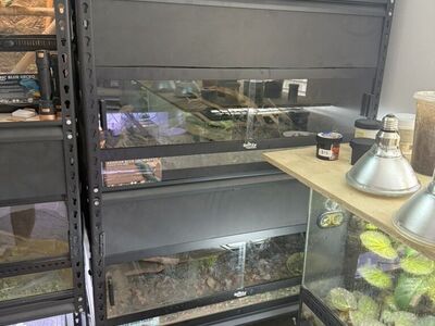 Dubia Encolsures, Reptile, Snake, Lizard, Dragon