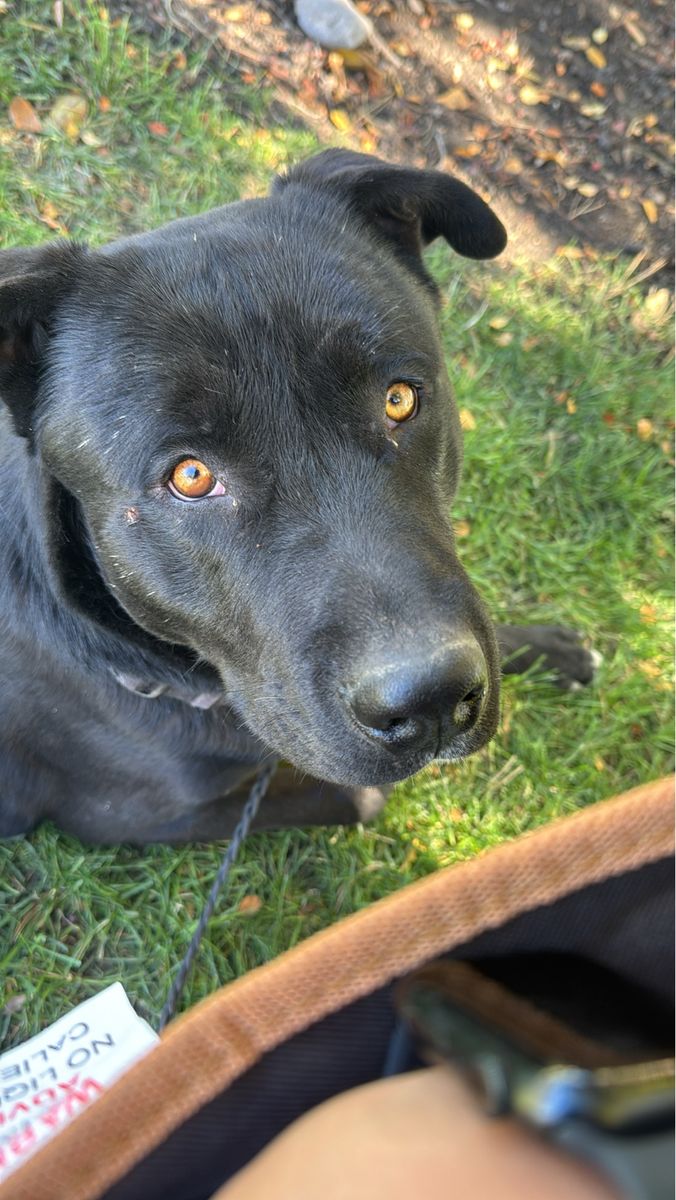 Two dogs need gone free