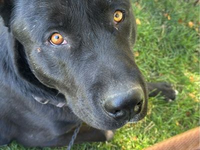 Two dogs need gone free