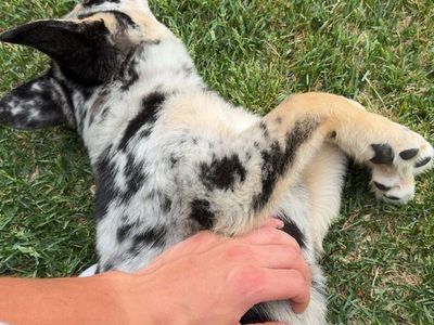 German shepherd/ husky mix