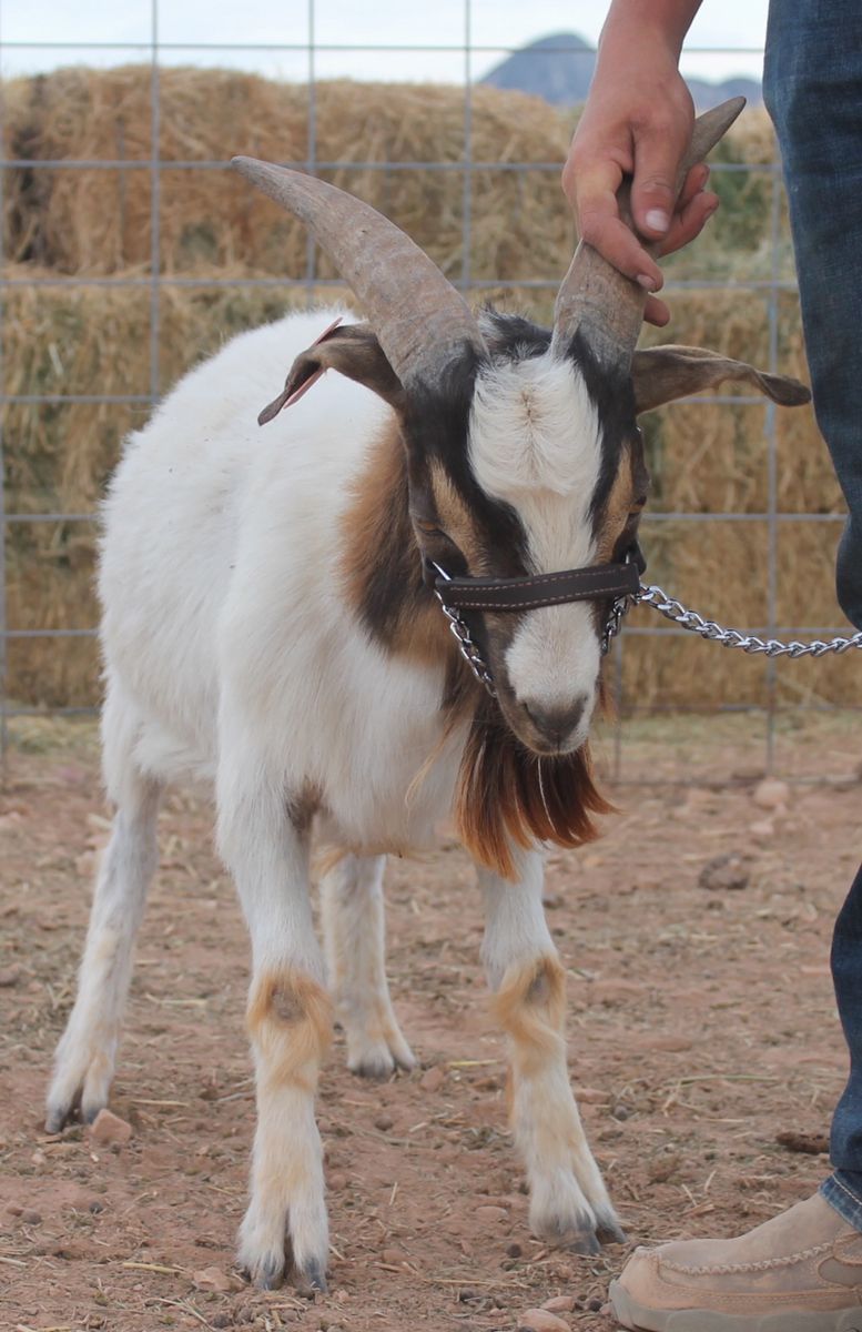 7 month old Boer Buck for sale