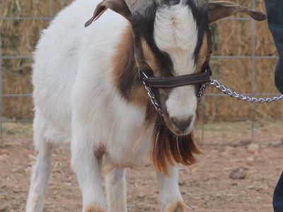 7 month old Boer Buck for sale