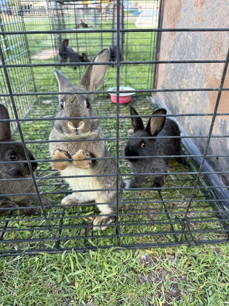 Silver Fox Bunnies for sale