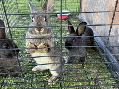 Silver Fox Bunnies for sale