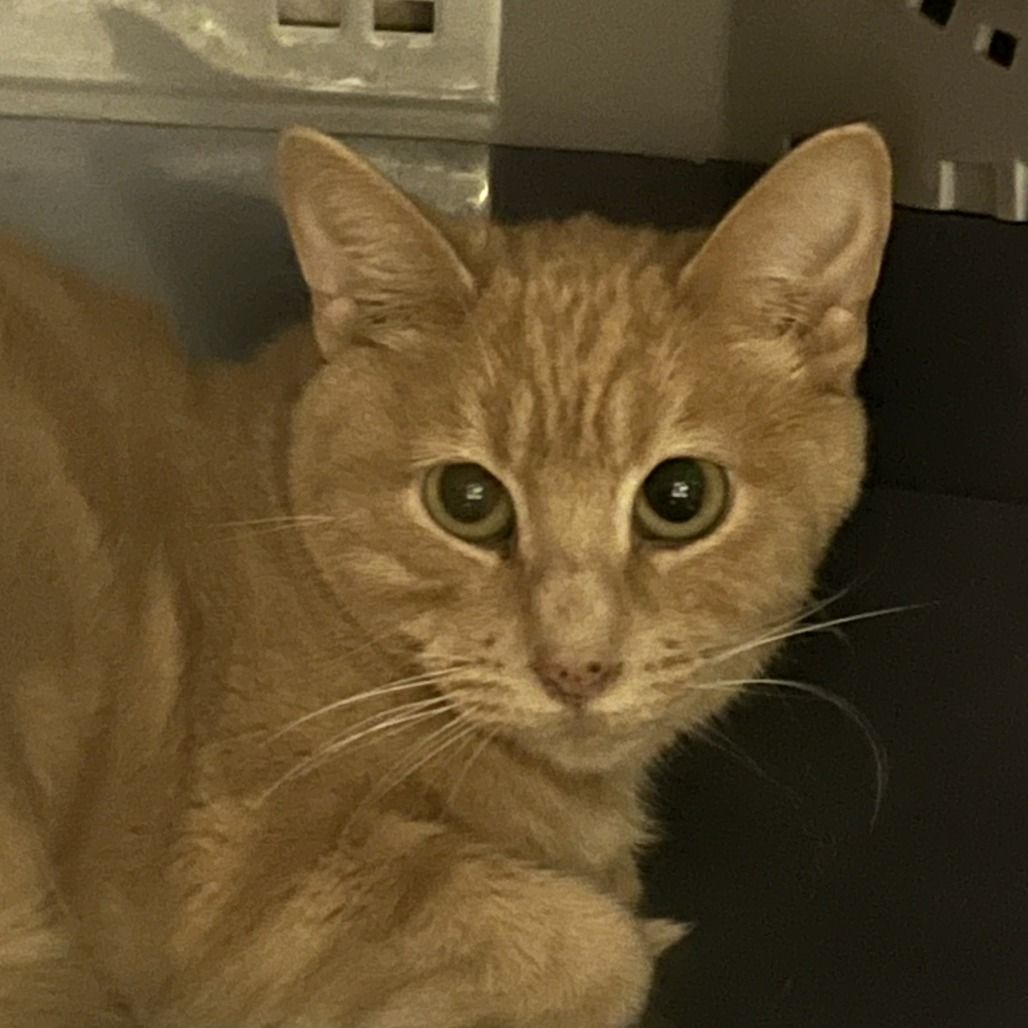 Hello my name is Elliot