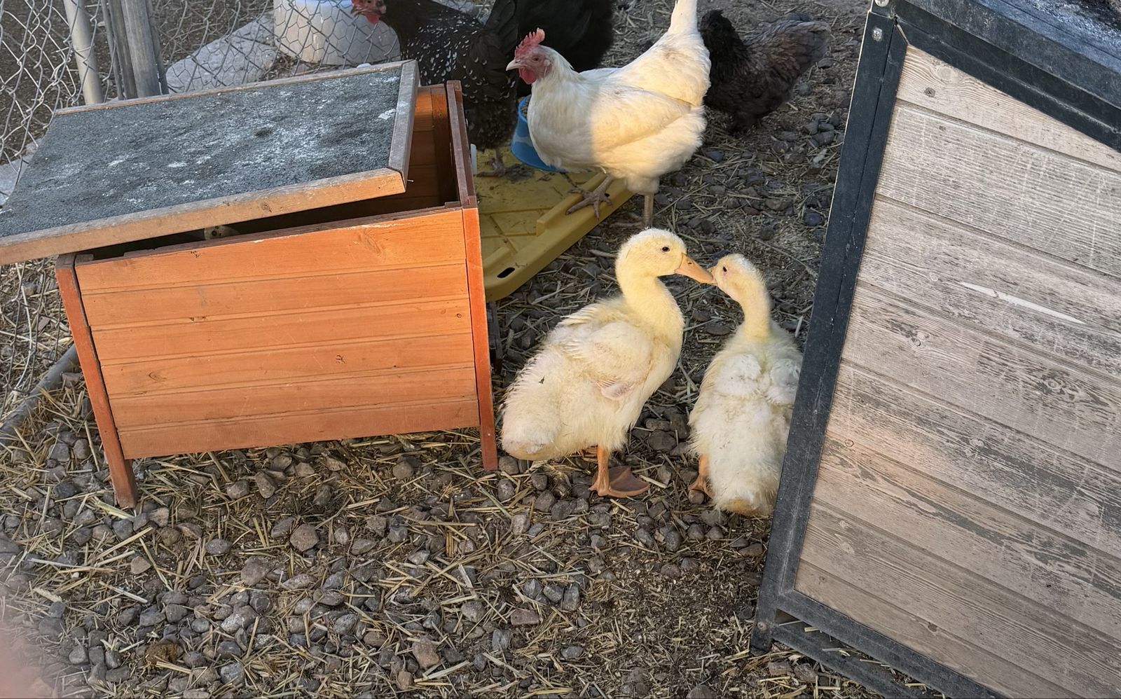 2 Ducks to a good home