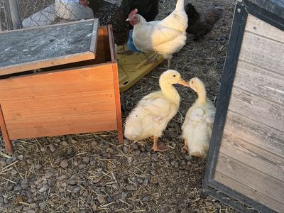 2 Ducks to a good home