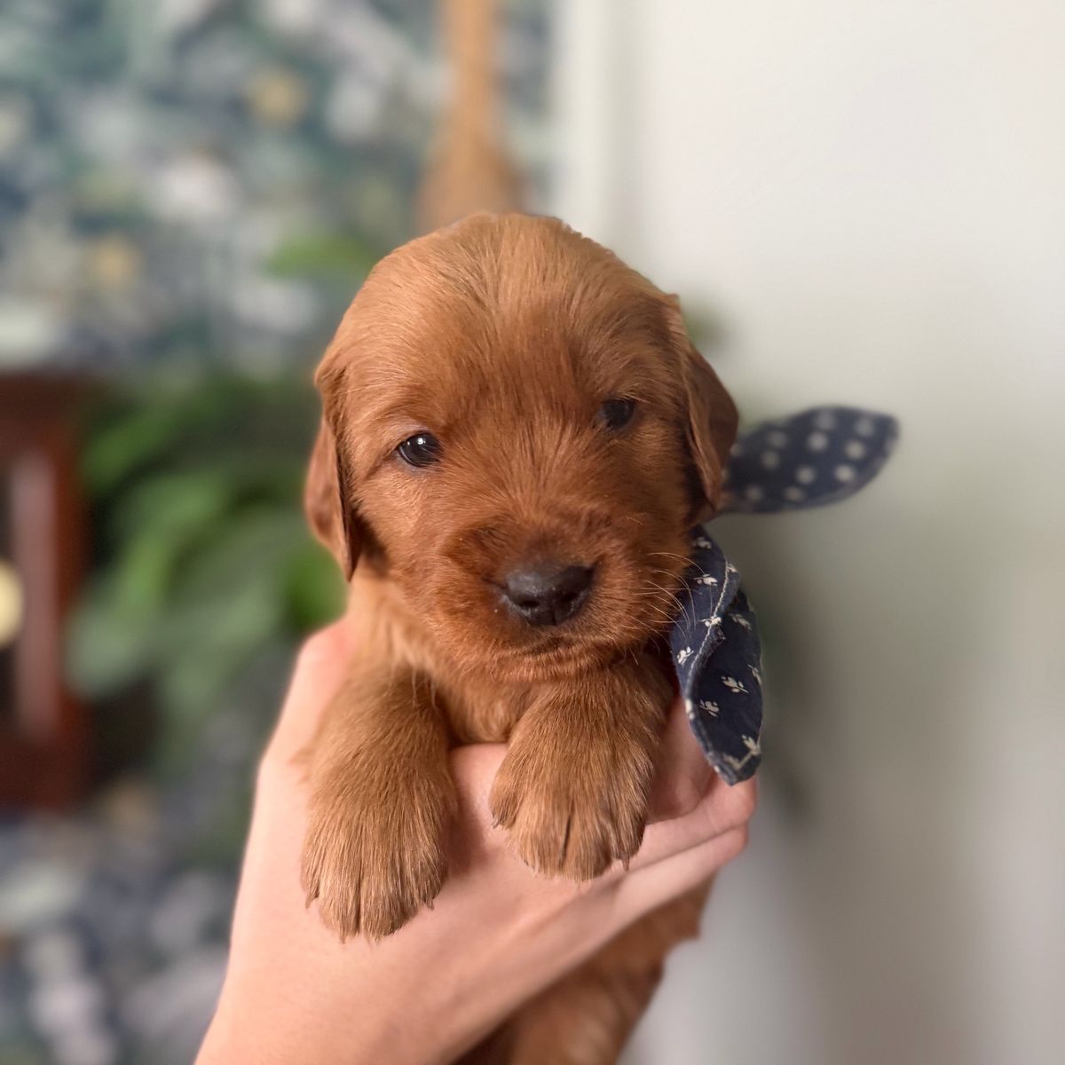 Dark Red AKC Golden Retriever Puppies