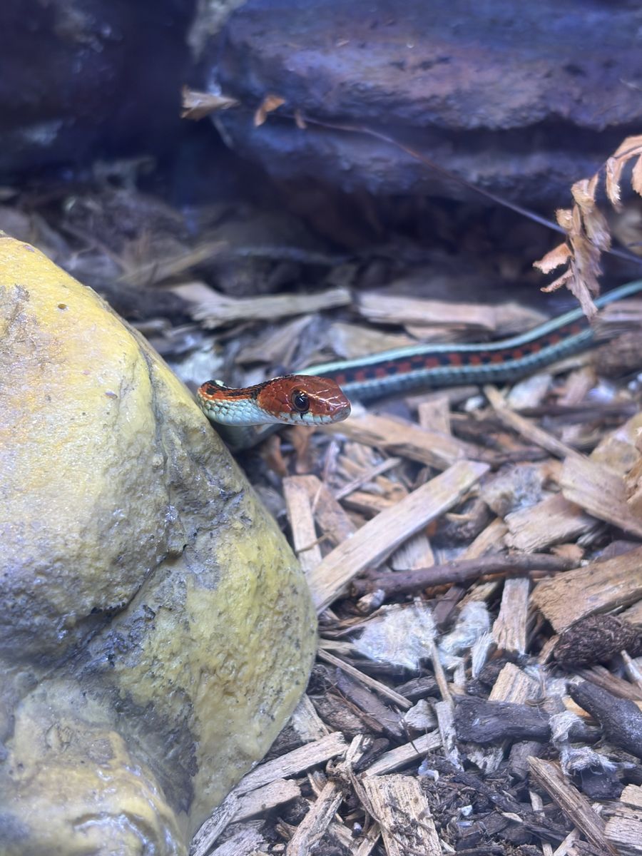 California red-sided garter snake - male