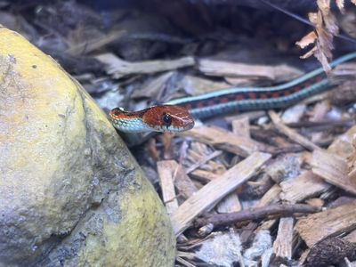 California red-sided garter snake - male