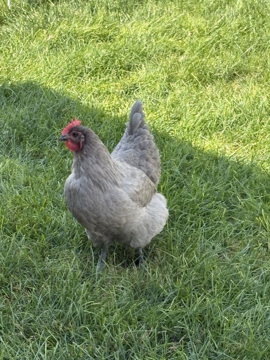 Group of 6 Laying Hens - Isa Browns, Sapphire Gems, Lavender Orpington, Black Sex Link, Easter Eggers