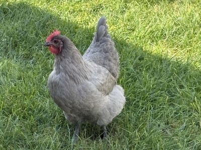 Group of 6 Laying Hens - Isa Browns, Sapphire Gems, Lavender Orpington, Black Sex Link, Easter Eggers