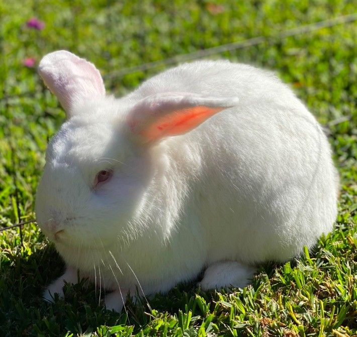 New Zealand White Rabbits FREE!!!