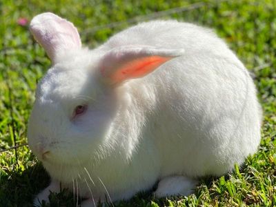 New Zealand White Rabbits FREE!!!