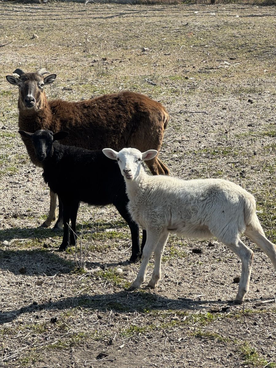 (2) Hair Sheep Ewe Lambs