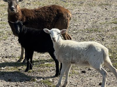 (2) Hair Sheep Ewe Lambs