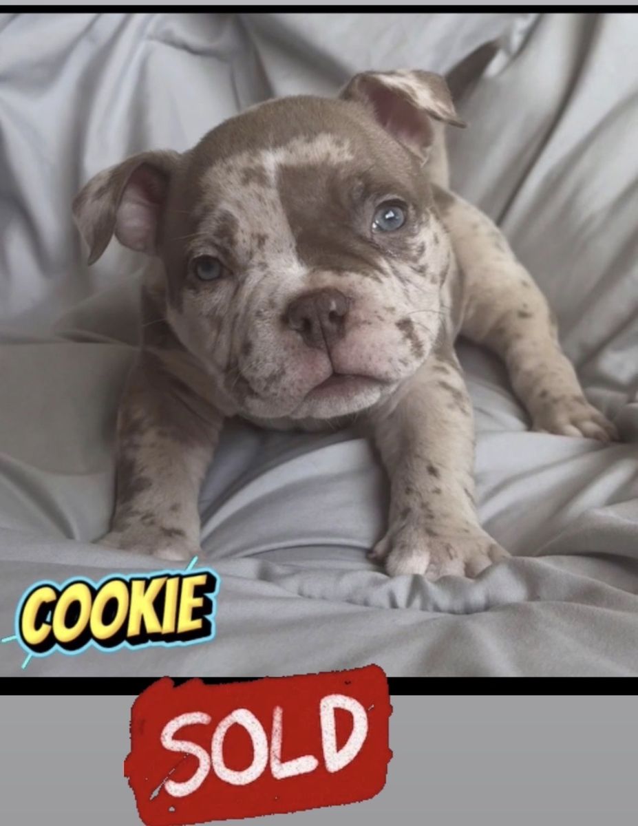 Purebred Micro/Pocket American Bully Dog Puppies