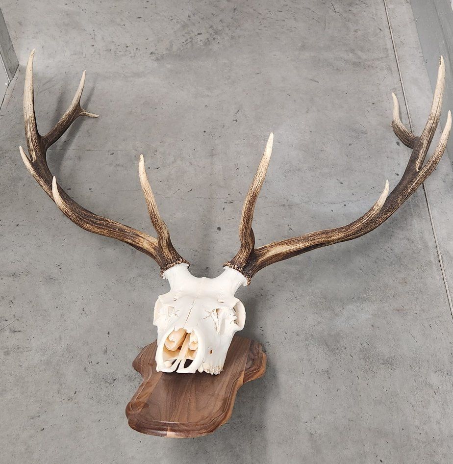 Large Elk Skull & Antlers with Wooden Mount - Impressive European Mount Decor