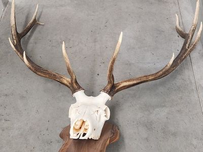 Large Elk Skull & Antlers with Wooden Mount - Impressive European Mount Decor