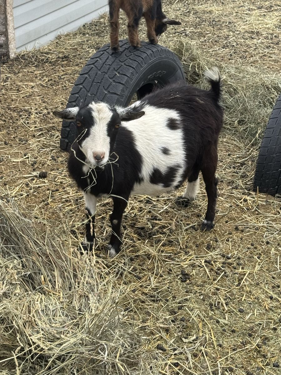 4 year old Nigerian Dwarf doe in milk with a beautiful buck on her side.