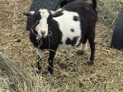 4 year old Nigerian Dwarf doe in milk with a beautiful buck on her side.