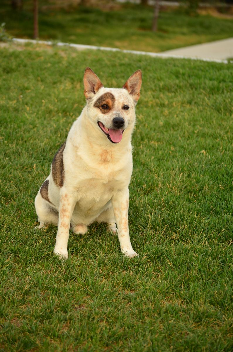 Australian Cattle Dog / Red Heeler Mix