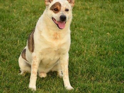 Australian Cattle Dog / Red Heeler Mix