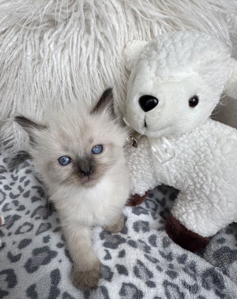 2 Gorgeous SWEET Seal Point Teacup Ragdoll Kittens For Easter--STAY small (less allerganic/shed less!)