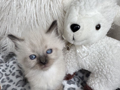 2 Gorgeous SWEET Seal Point Teacup Ragdoll Kittens For Easter--STAY small (less allerganic/shed less!)
