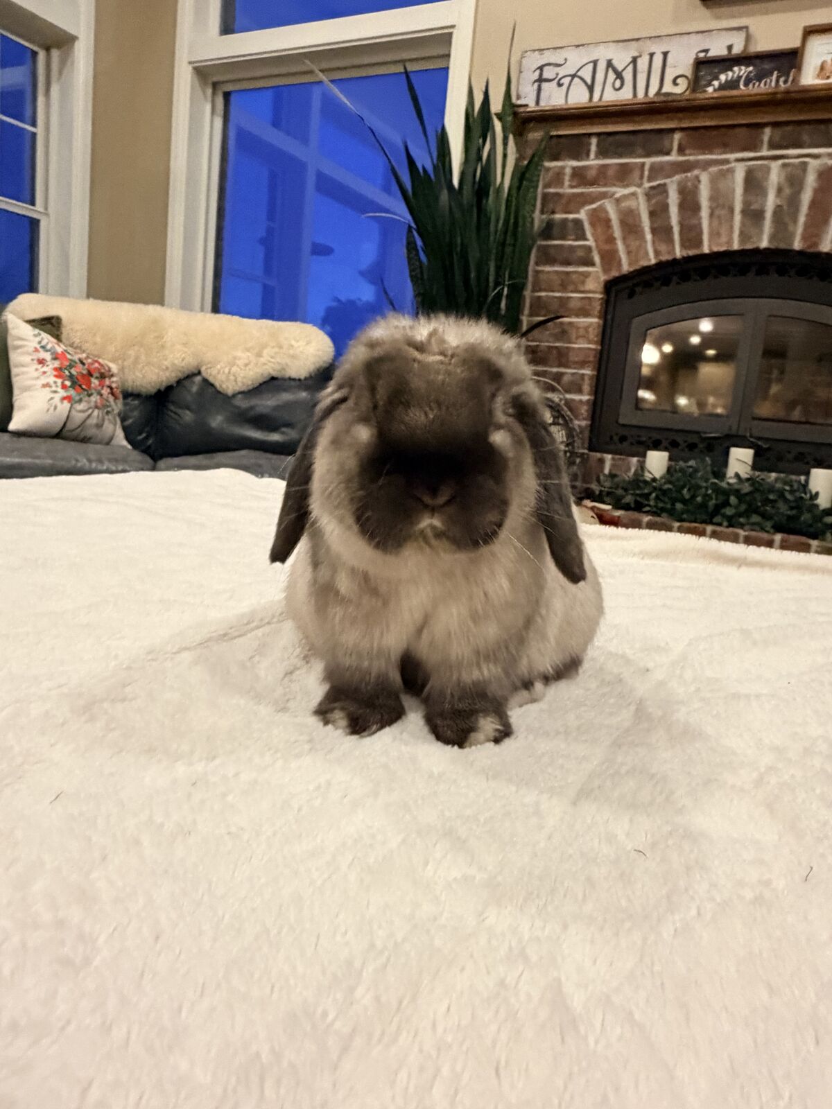 Sable Point Holland Lop