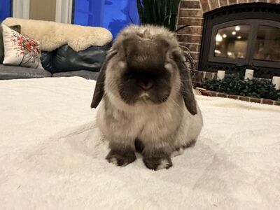 Sable Point Holland Lop