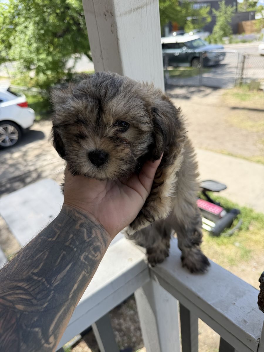 Shihtzu puppies