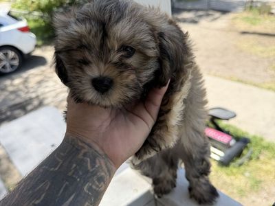 Shihtzu puppies