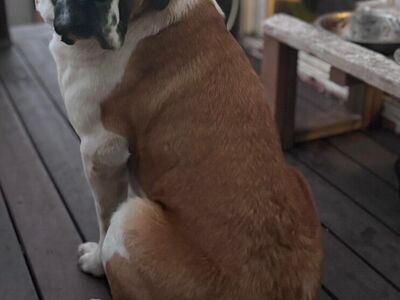 Bernese Mountain Dog And St Bernard Mix Puppies
