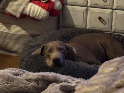 8 month old Pure breed silver lab