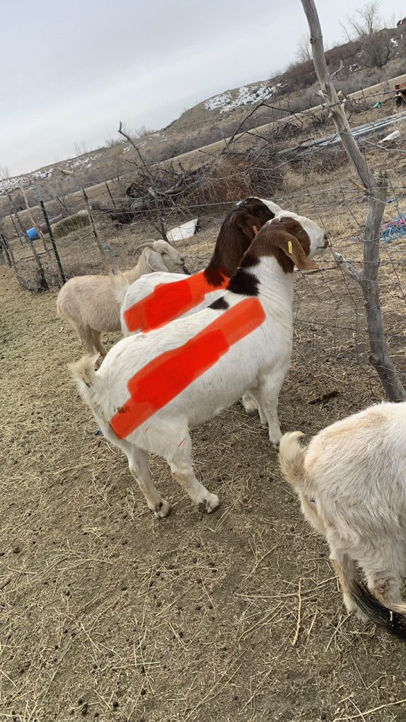 Meat/breeding Goats