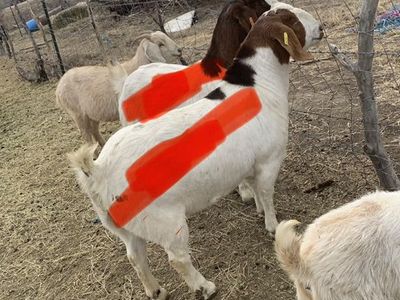 Meat/breeding Goats