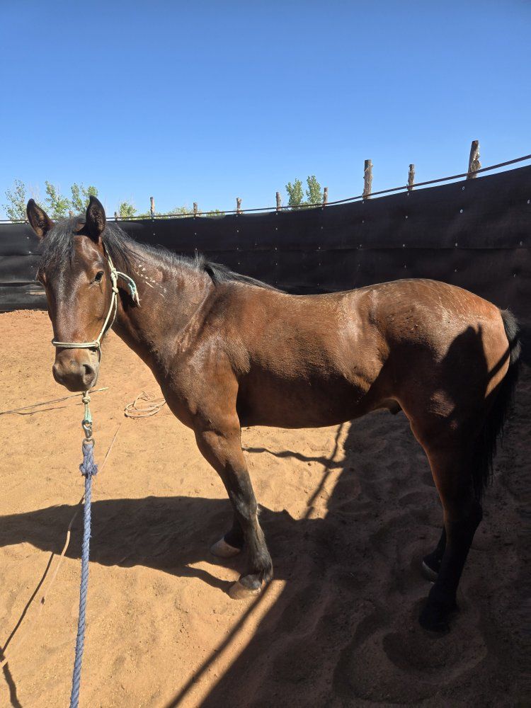 4 year old Bay Mustang