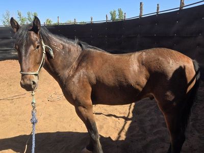 4 year old Bay Mustang