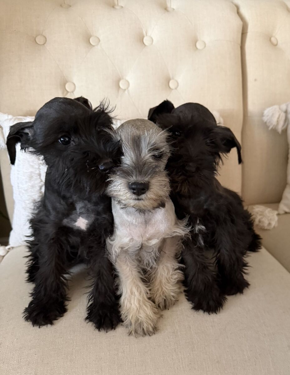 Miniature Schnauzer
