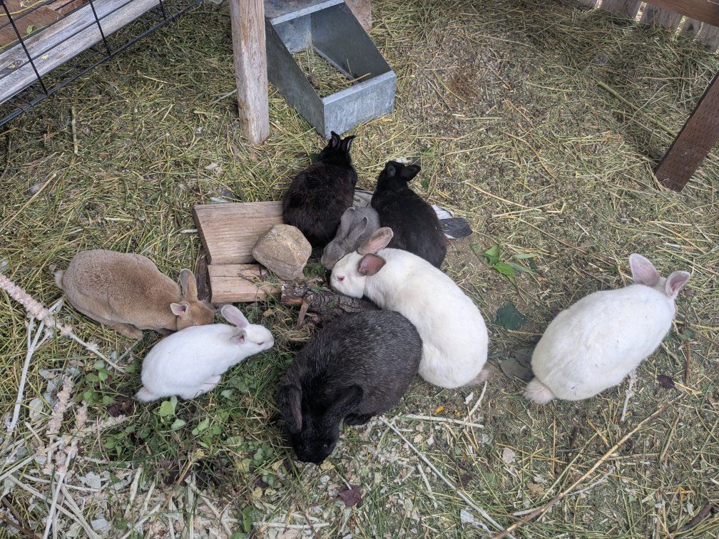 Pet/Meat Rabbits - Multiple Colors Available