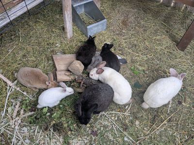 Pet/Meat Rabbits - Multiple Colors Available