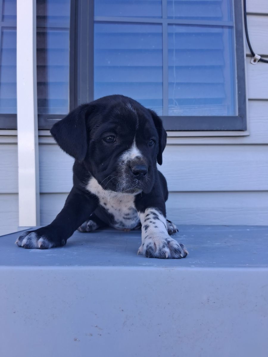 PUPPIES (PitMations)