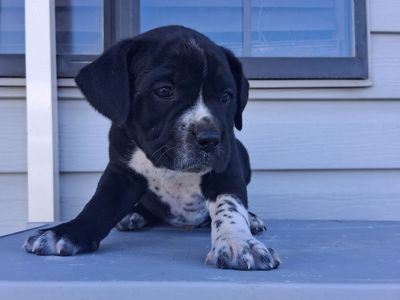 PUPPIES (PitMations)